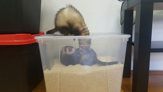 Do store ferrets dig