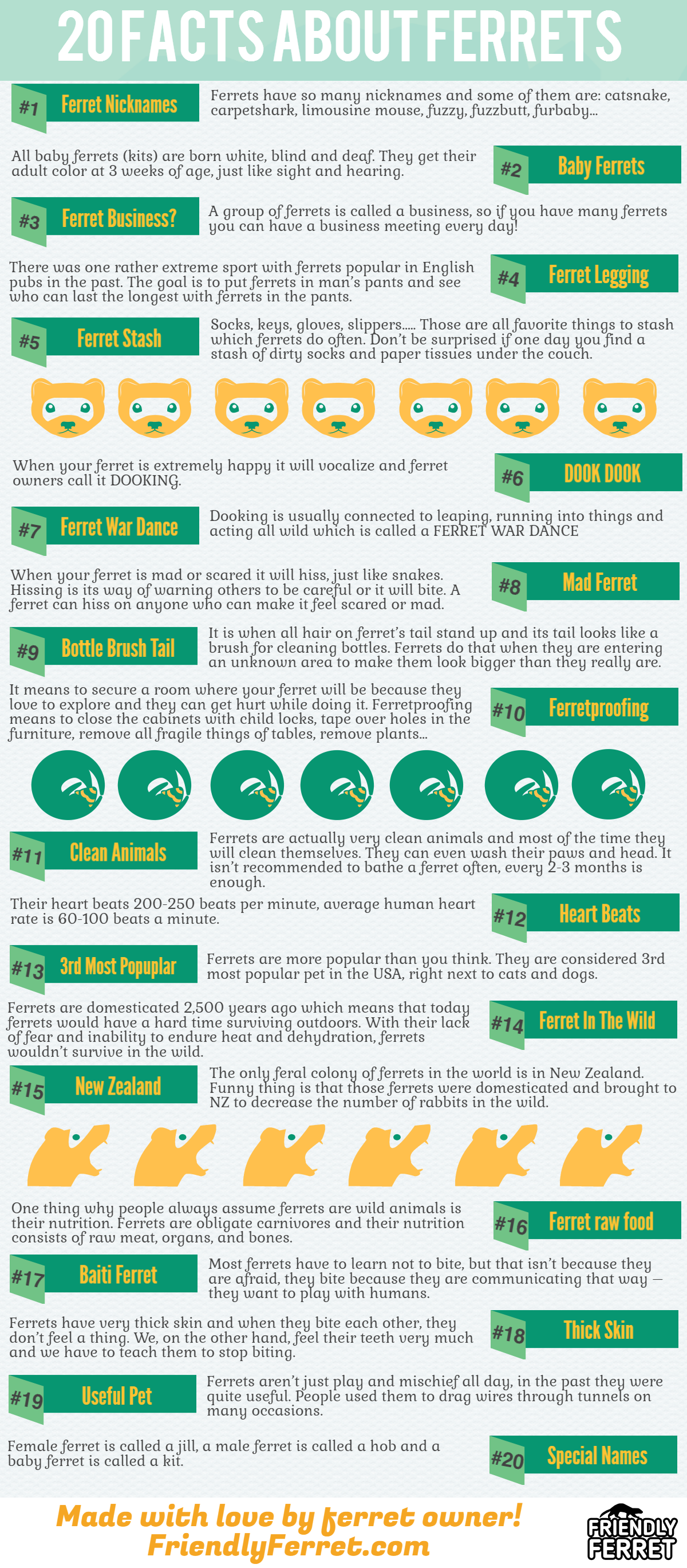 ferret facts infographics