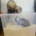 frida yoda rice box toy