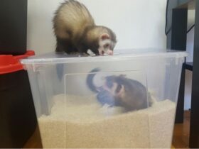 frida yoda rice box toy