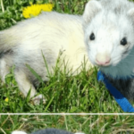 friendly-ferret-family-tabitha