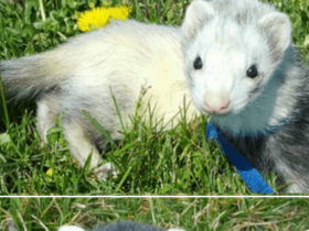 friendly-ferret-family-tabitha