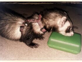 friendlyferretharness