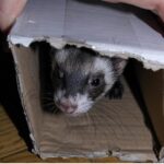 friendlyferrethide-1