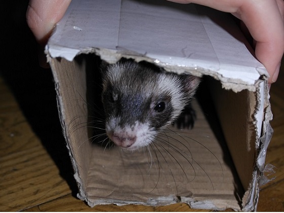 friendlyferrethide-1