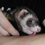 friendlyferretlick-1