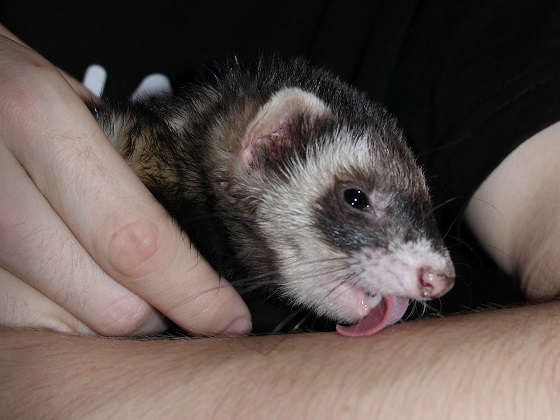 friendlyferretlick-1