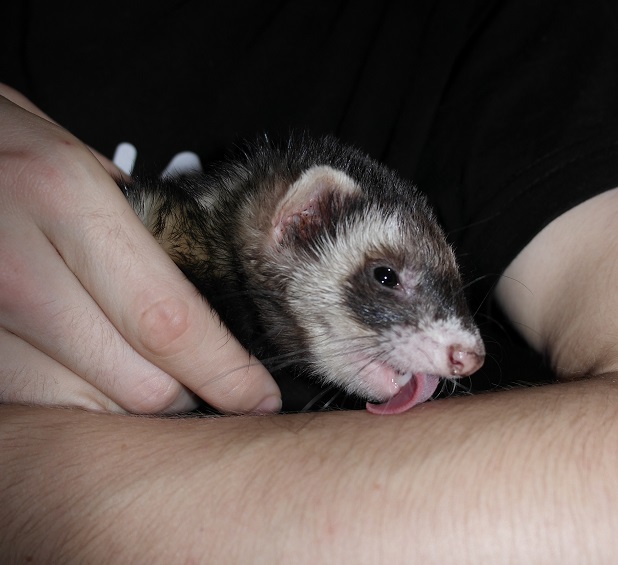 friendlyferretlick