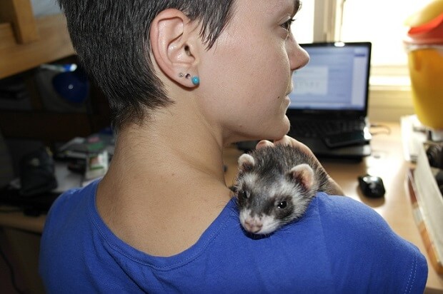 friendlyferretsholuder