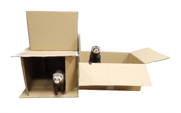 shipping-friendly-ferret-worldwide