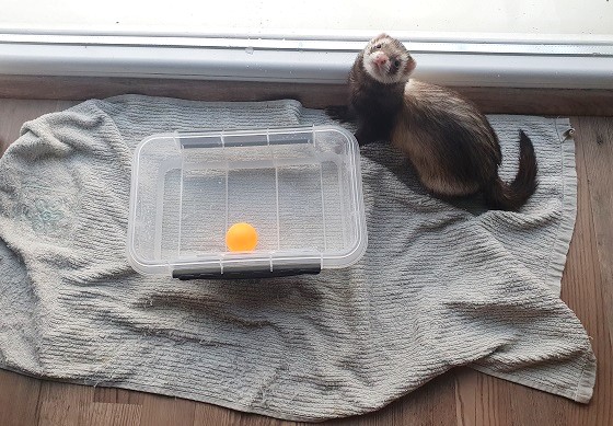 A Small Pool To Cool Ferrets