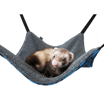 Basic-Ferret-Hammock-Ferrets