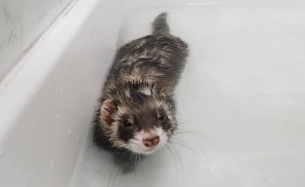 Bathe A Ferret