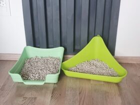Best Ferret Litter Boxes & Pans Guide To Pick The Right One
