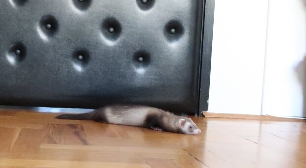 Ferret Is Lying Flat On The Floor