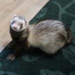 How To Get Rid Of Ferret Smell Guide With Practical Tips