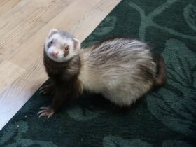 How To Get Rid Of Ferret Smell Guide With Practical Tips