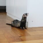 How to Properly Cool Down Ferret To Prevent Heat Strokes