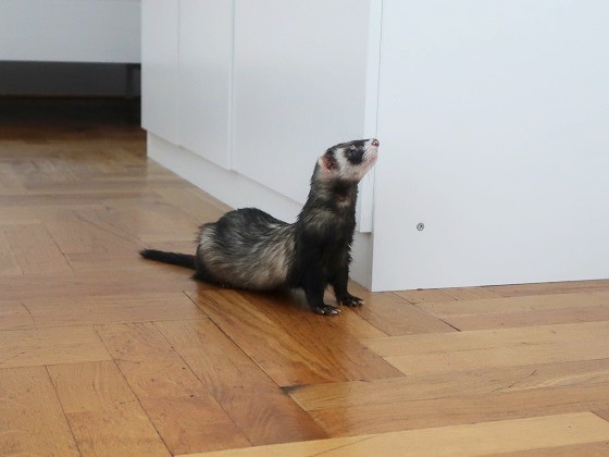 ferret cooling pad