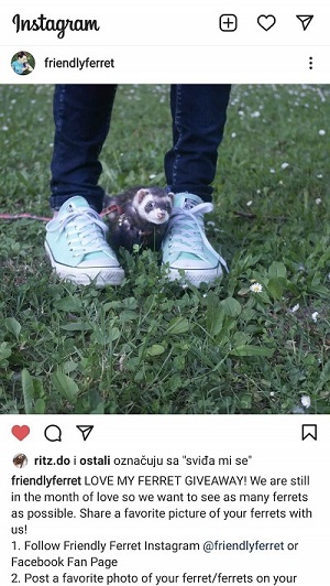 Love My Ferret Giveaway Until 28.2.2021. Instagram