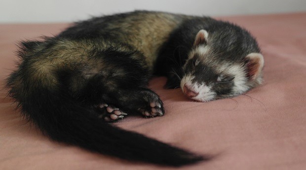 Neuter Spay Your Ferret