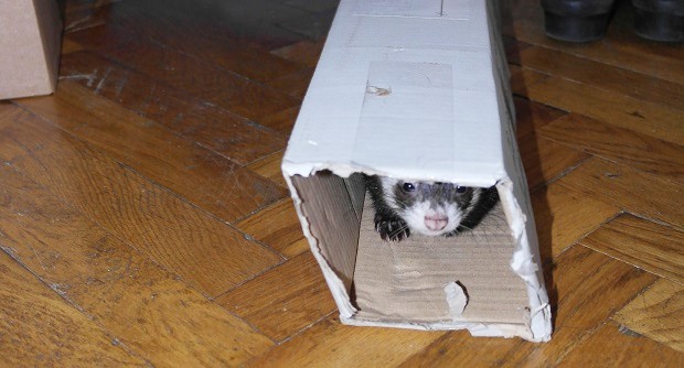 Provide A Safe Place For A Ferret