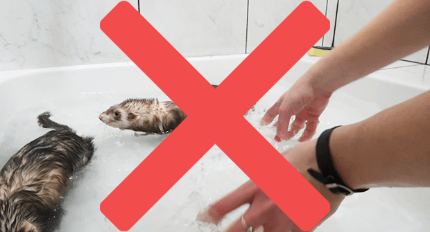 dont bathe your ferret