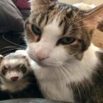 Ferrets And Cats In Household: Are Ferrets Good With Cats?