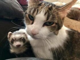 Ferrets And Cats In Household: Are Ferrets Good With Cats?