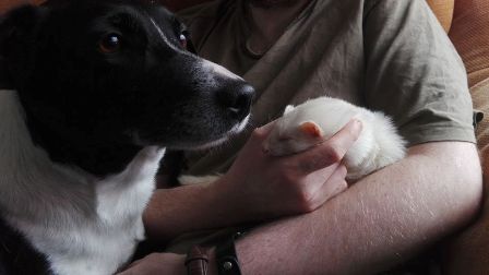 ferret and dog