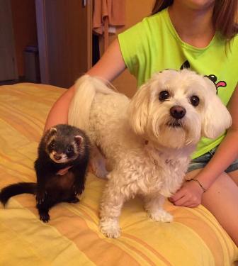 ferret and pup