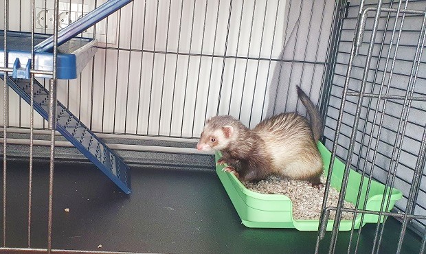 Ferret not shop using litter box