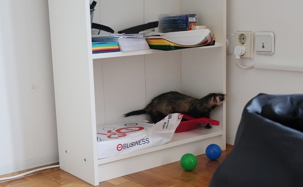 ferret proof bookshelf