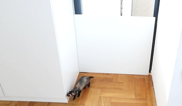 ferret proof door hindring