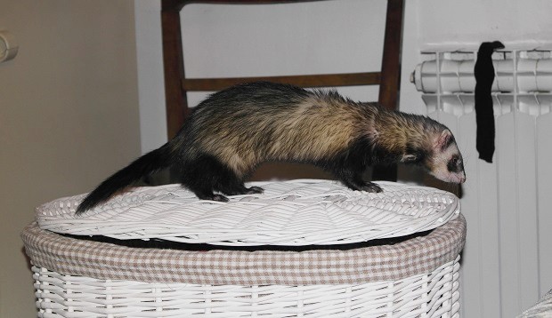 ferret proof laundry basket