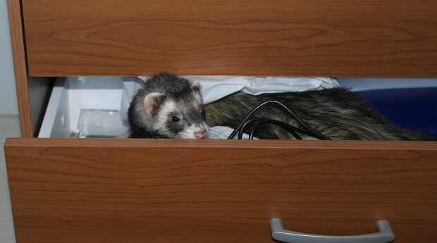 ferret proofing oppbevaringsskap