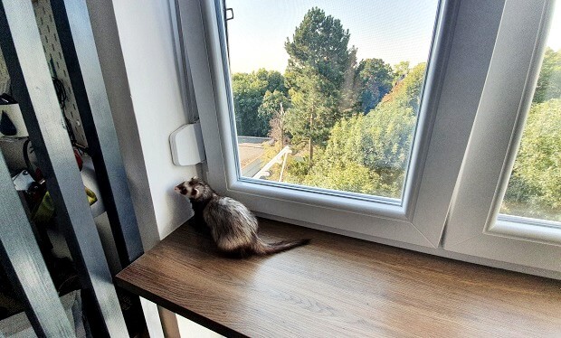 ferret proofing windows