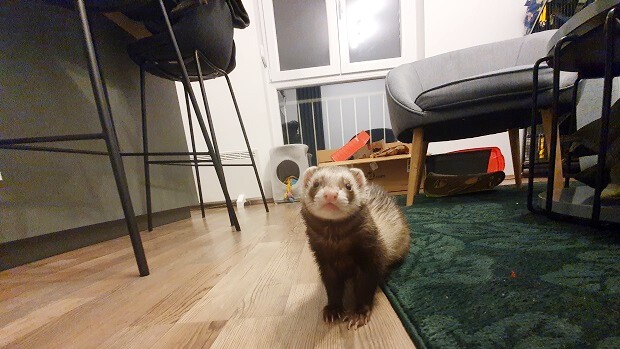 ferret proofing