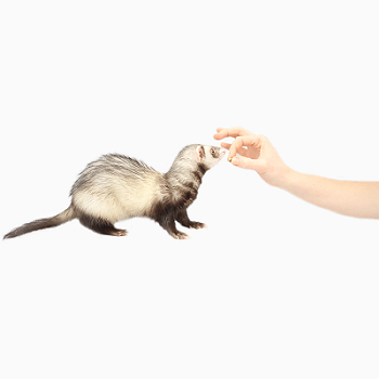 ferret trick subscribe