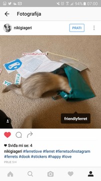 friendly ferret testimonial 12