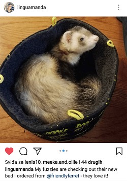 friendly ferret testimonial 45