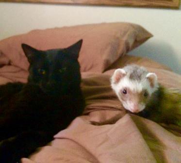 Ferrets hotsell and catnip