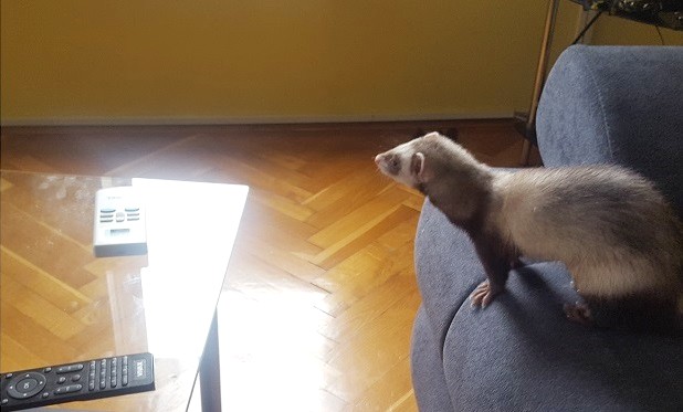 moving furniture for ferret proofing