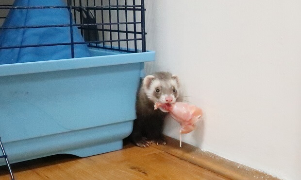 reduce ferret odor with proper diet