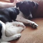 Are Ferrets Good With Dogs? How To Introduce Them Properly?