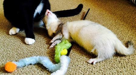 Can cats store eat ferret food