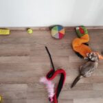 Best Ferret Toys Tubes, Tunnels, Ball Pits & Many More