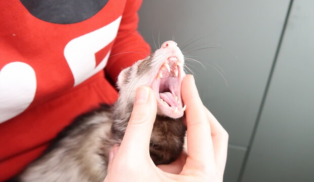 Brushing Ferret's Teeth