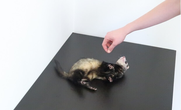 Can You Train A Ferret