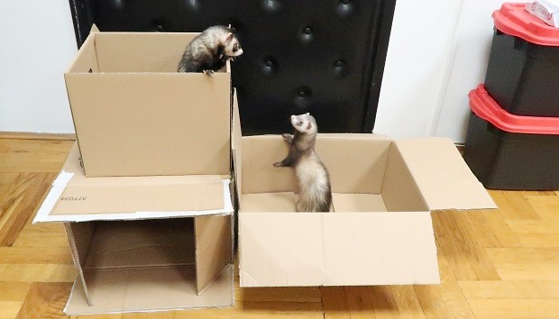 Cardboard Boxes As Ferret Toys